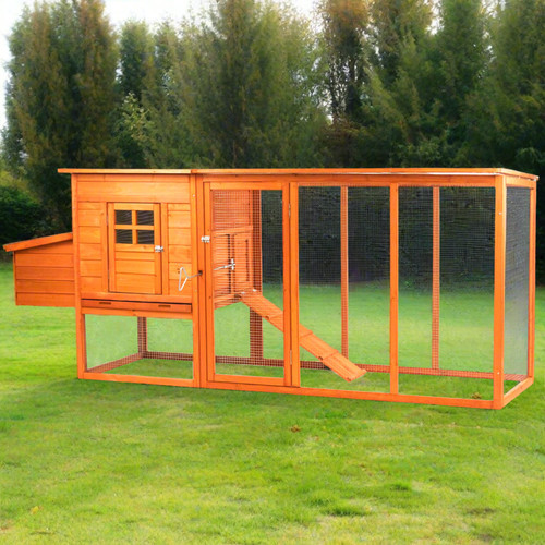Extra large hen house chicken - hen,