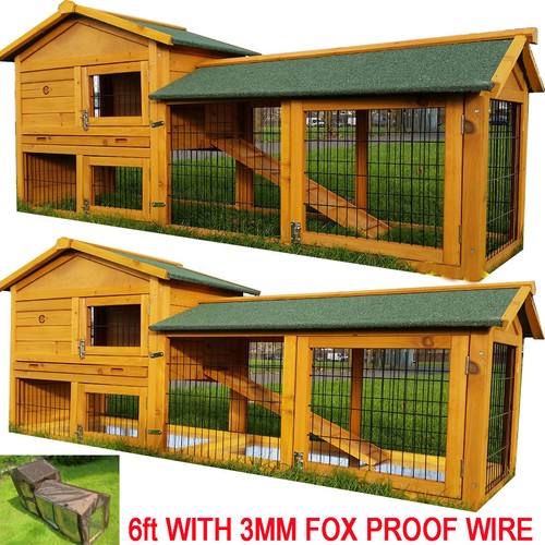 Rabbit hutch guinea - guinea, pig